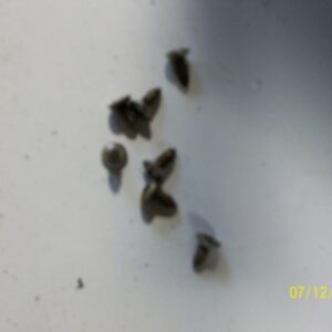 61-67 Inside door panel screws