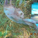 61-69 D300  right fender - Image 6