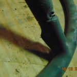 69-71 D100 thru D300 Steering wheel  (BARGAIN) - Image 4